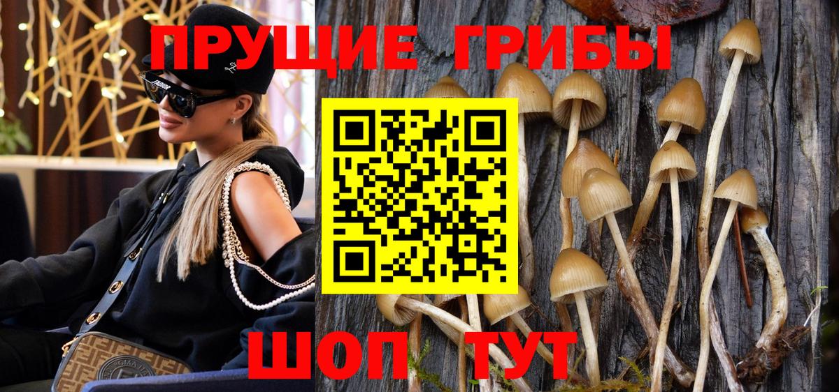 Шадринск  как найти закладки  Вход с VPN  Галлюциногенные грибы прущие грибы  Псилоцибиновые грибы GOLDEN TEACHER 